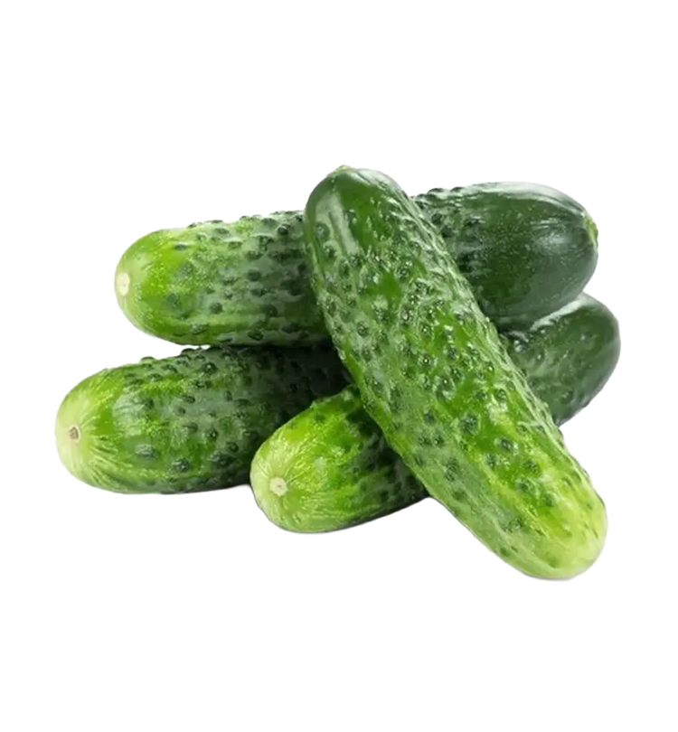 Fresh cucumbers with bumps, crunchy 500g.